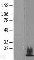 HIST1H2AJ Protein (Over-Expression Lysate Myc-DDK (Flag))