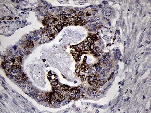 NDUFA4L2 Antibody (clone OTI5C10)