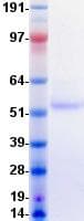 Human HAVCR2 / TIM-3 Protein (Recombinant Fc, C-terminus)