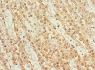 WNT14 / WNT9A Antibody