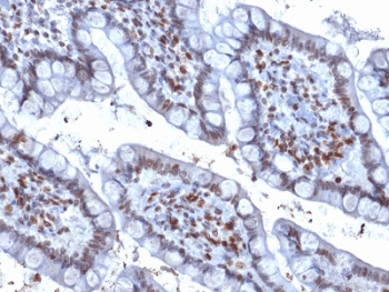 Monoclonal Mouse anti-Human SPI1 / PU.1 Antibody (clone PU1/2146, IHC, WB)