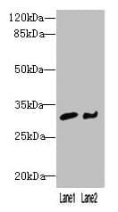 Polyclonal Rabbit anti-Human NIT2 Antibody