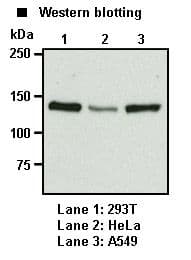 Monoclonal Mouse anti-Human GOLGA2 / GM130 Antibody (clone 5G8, WB)