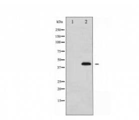 Polyclonal Rabbit anti-Human MAPK14 / p38 Antibody (phospho-Thr180/Tyr182, IHC, IF, WB)
