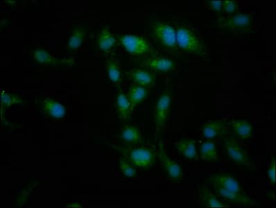 NT5C2 Antibody