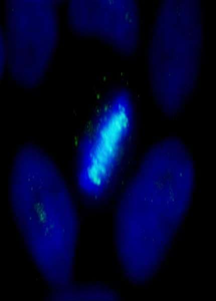 CENPB Antibody (aa540-C-term)