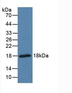 PTN / Pleiotrophin Antibody (aa33-168)