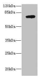 DARS2 Antibody