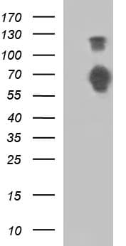 IHC-plus™ SIRPA / CD172a Antibody (clone 1C6)