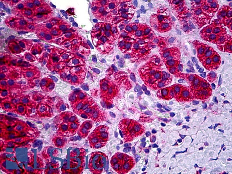 IHC-plus™ OR1N1 Antibody (aa231-280)