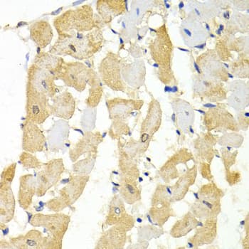 YWHAG / 14-3-3 Gamma Antibody