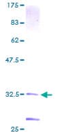 Human STK4 Protein (Recombinant GST)