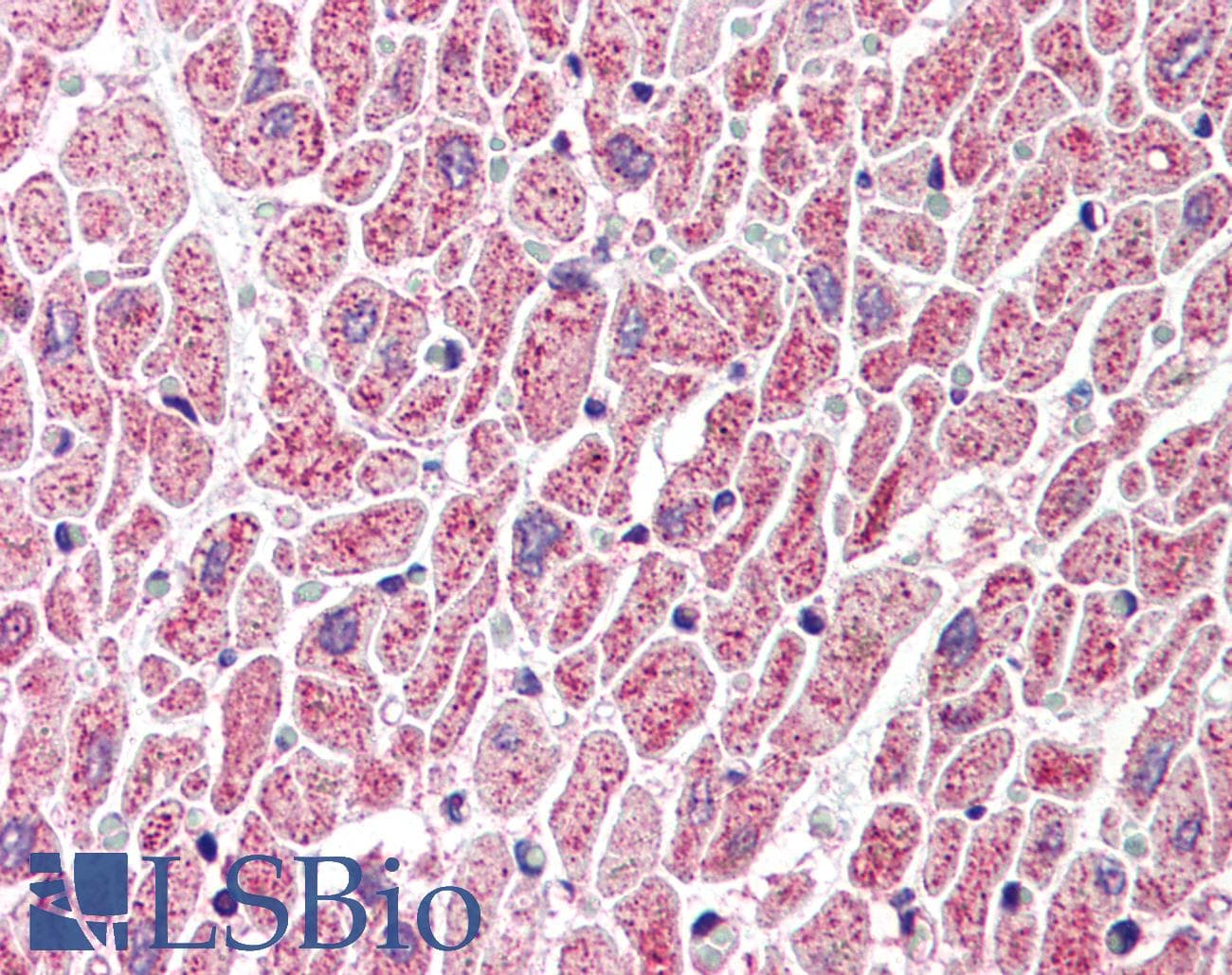 IHC-plus™ MLST8 / GBL Antibody