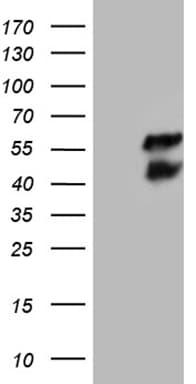 BCL7B Antibody (clone OTI7H1)