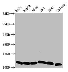 HIST1H4I Antibody
