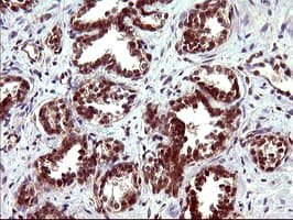 IHC-plus™ TUBB1 / Tubulin Beta 1 Antibody (clone 4A3)
