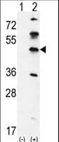 GKAP1 Antibody (aa331-359)
