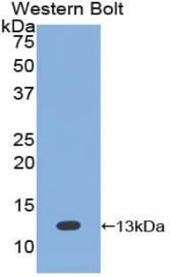 BMP7 Antibody (aa293-431)