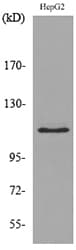 DPYD / DPD Antibody