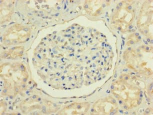 NPC2 Antibody
