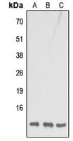 Polyclonal Rabbit anti-Human COX7B Antibody (N-Terminus, WB)