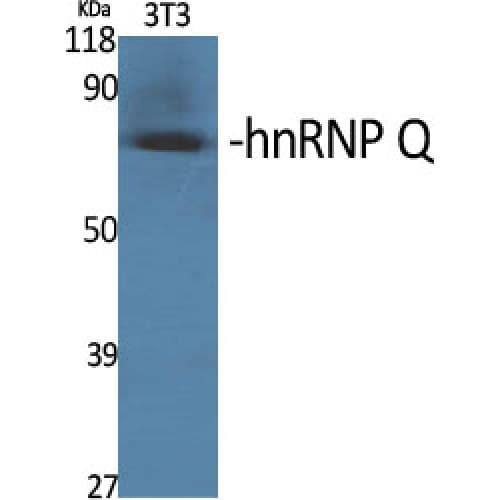 Polyclonal Rabbit anti-Human SYNCRIP / HnRNP Q Antibody (210-290 aa, Internal, IHC, IF, WB)