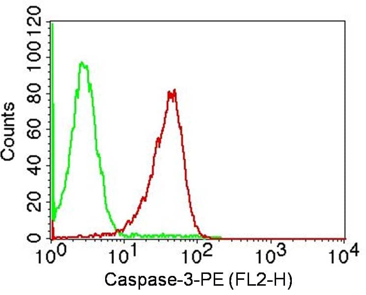 CASP3 / Caspase 3 Antibody