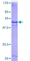 Human DNASE1L1 Protein (Recombinant GST)