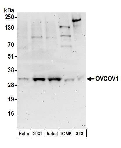 SLC35C2 Antibody (aa315-365)