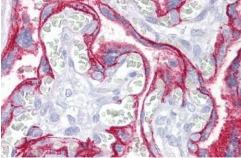Monoclonal Mouse anti-Human CD46 Antibody (clone 3F1, IHC, WB)