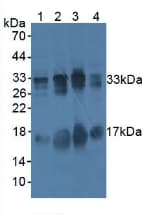 BAFF / TNFSF13B Antibody (aa113-283, APC)