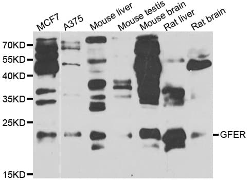 GFER Antibody