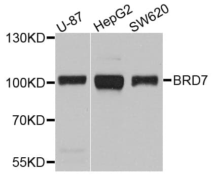 BRD7 Antibody
