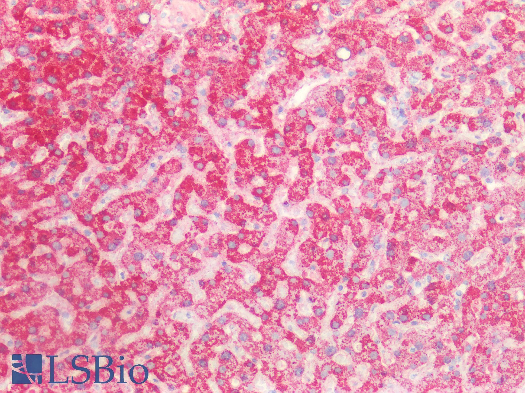 PathPlus™ Polyclonal Rabbit anti-Rat ROS1 / ROS Antibody (aa1937-2210, IHC, WB)