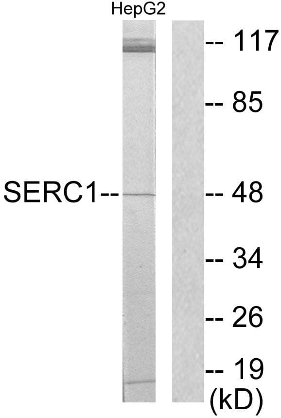 Polyclonal Rabbit anti-Human SERINC1 Antibody (WB)