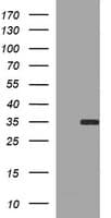 SNAI1 / SNAIL-1 Antibody (clone OTI1H7)