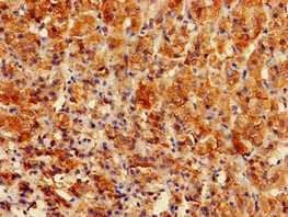 GPAM Antibody