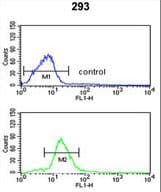 Polyclonal Rabbit anti-Human PEX11A Antibody (aa1-30, IHC, WB)