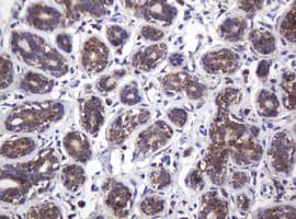 ATP5C1 Antibody (clone OTI2H6, Carrier-free)
