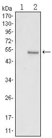 SUZ12 Antibody (clone 2C11)