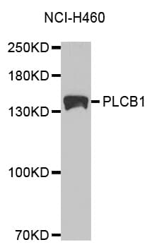 PLCB1 / Phospholipase C Beta 1 Antibody