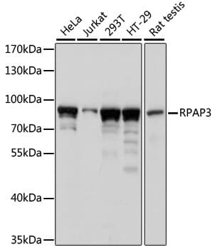 Polyclonal Rabbit anti-Human RPAP3 / FLJ21908 Antibody (WB)