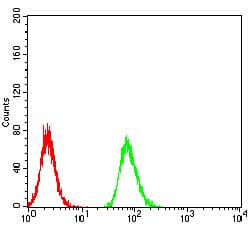 RBFOX3 / NEUN Antibody (clone 1H3B2)