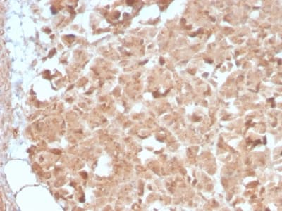 CELA3B / ELA3B Antibody (aa 82-238, clone CELA3B/2809R, Azide-free, Carrier-free)