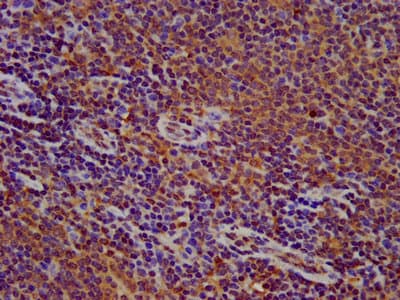 FLII / FLI Antibody