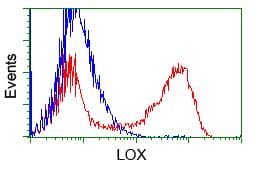 LOX / Lysyl Oxidase Antibody (aa22-168, clone OTI4E3, Carrier-free)