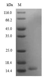 Mouse SCGB3A2 Protein (Recombinant 6His, N-terminus)