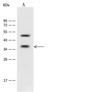 Polyclonal Rabbit anti-Human PEX19 Antibody (WB)