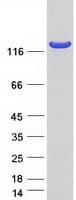 Human OPLAH Protein (Recombinant Myc-DDK (Flag))