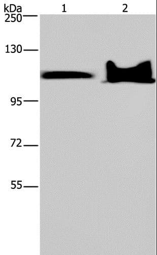 KDM4C / JMJD2C Antibody